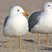 California Gull